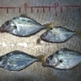 釣り魚料理 ヒイラギの煮付け レシピ 作り方 By 釣りシン 楽天レシピ 釣り魚料理 ヒイラギの煮付け レシピ 作り方 By 釣りシン 楽天レシピ